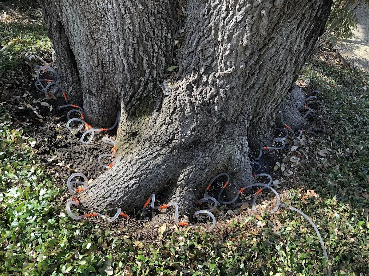 Detailed Tree Cabling and Bracing job site in Hellertown
